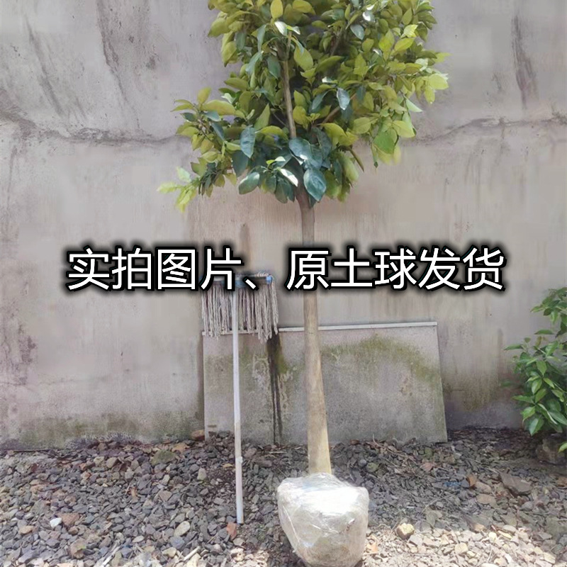 Siamese Red Pomelo Saplings, Large Seedlings for Planting in Courtyards in the North and South, Greening Grafted Potted Red Pomelo