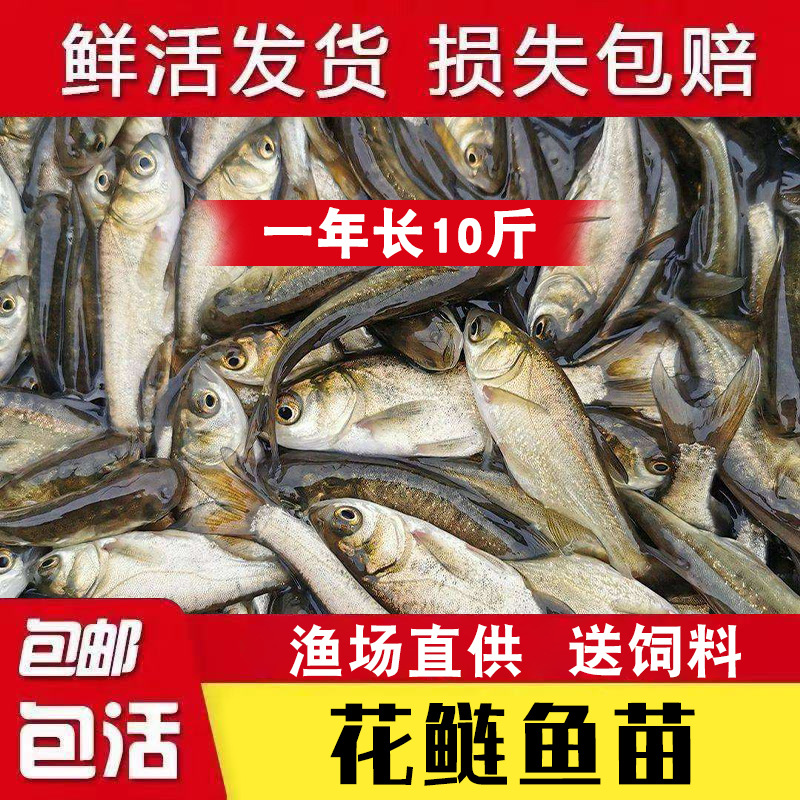 Wuchang Fish Fry Freshwater Cultured Edible Flat Fish Fry Live Triangular Crucian Carp Group Head Crucian Carp Edge Fish Fry Super Easy to Raise Bream Fry