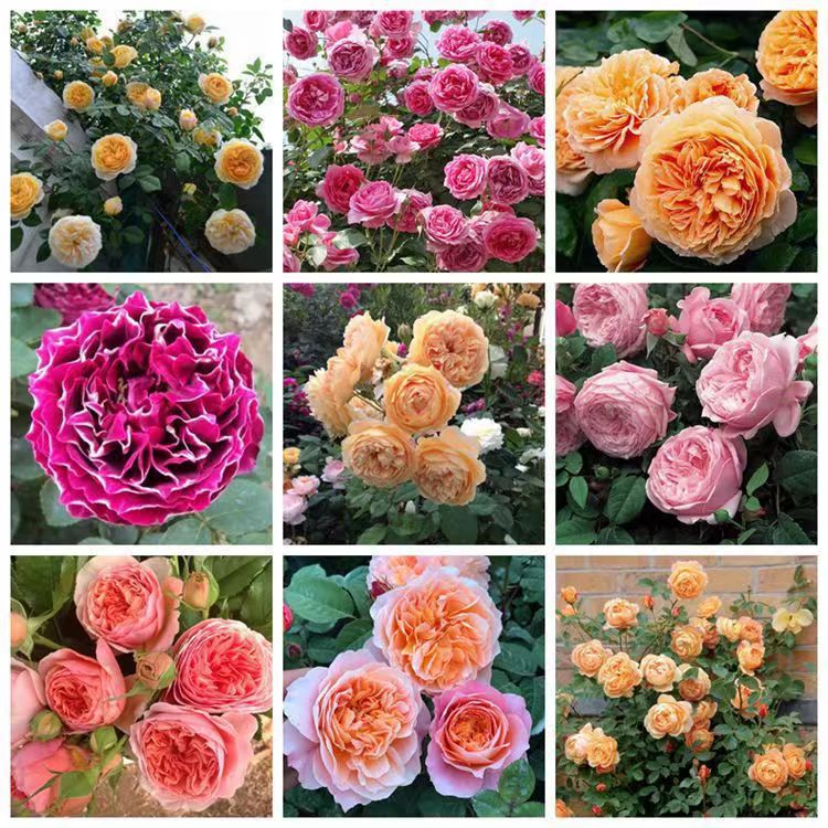 Оптовая продажа саженцев розы из ротанга, арка для вьющихся роз, горшечное растение драконового песка, многокветковая роза, цветущая в тот же год