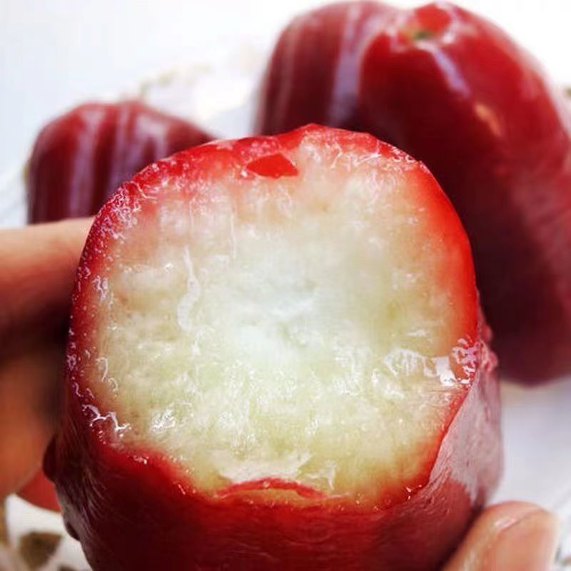 Hainan Lotus Mist 2kg Seasonal Fresh Fruit Mist Lotus Fruit Ruby Whole Box Freshly Picked Hydrating Fairy Fruit 0.5-1.5kg