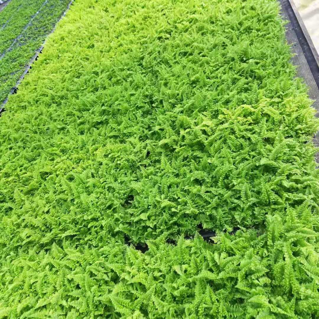 The Manufacturer Supplies a Large Number of Indoor Ornamental Ferns, Boston Fern Tissue Culture Micro-Landscape Small Potted Foliage Seedlings Wholesale