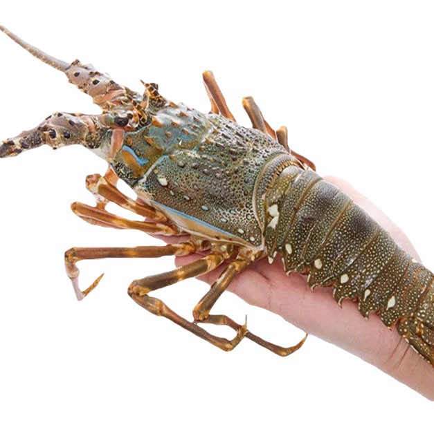 Xiaoqinglong Live Frozen Large Lobster Wild Prawn Quick-Frozen Boston Lobster Seafood Fresh Aquatic Agricultural Products Wholesale