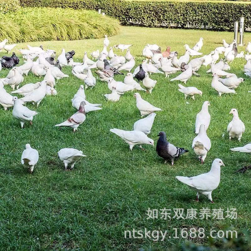 Wholesale Su Shuangkang brand frozen pigeon meat edible farm free-range living pigeon fresh pigeon meat pigeon
