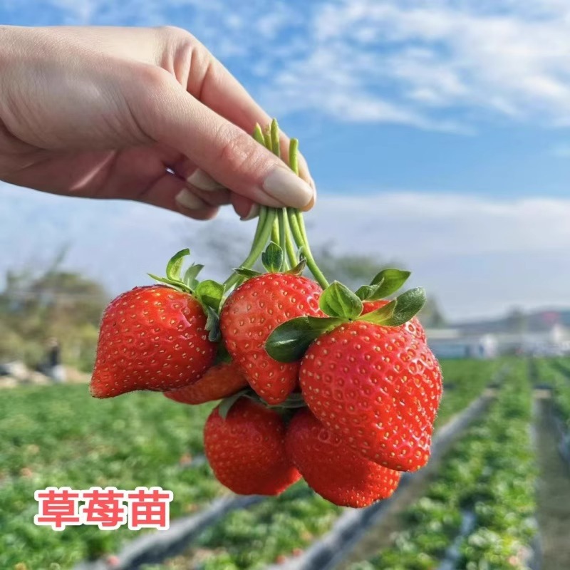 Кремовые саженцы клубники, плодоносящие в любое время года, клубника в горшках, крупноплодные растения, новые саженцы, саженцы, плодовые деревья, комнатные зеленые растения