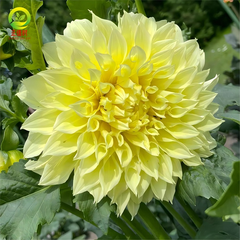Dahlia Seed Bulbs, Imperial Dahlia Flower Seedlings, Cream Peach Dahlia Garden Giant Dahlia Bulbs Potted Plants