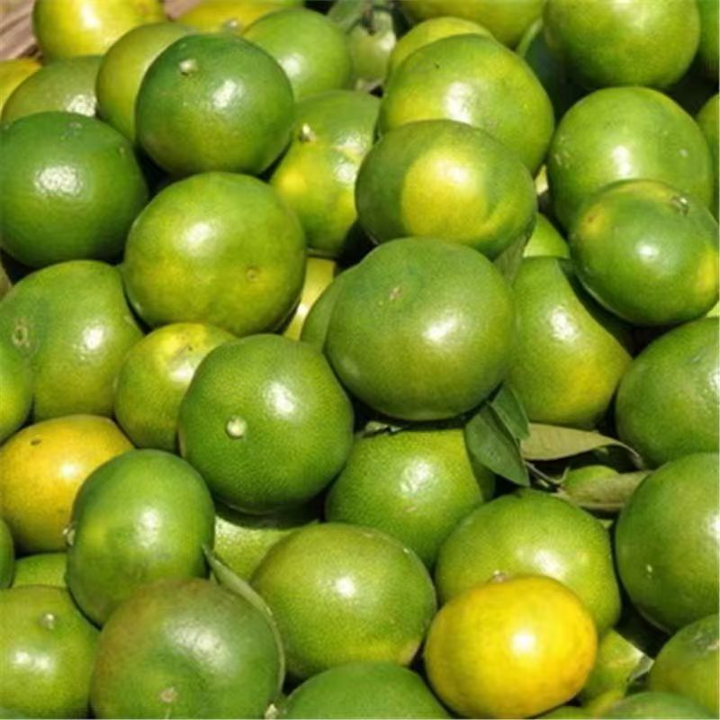Freshly Picked Green-Skinned Tangerines, Fresh Oranges, Yichang Tangerines, Sweet and Sour Thin-Skinned Citrus Fruits for Pregnant Women, Early-Maturing Oranges Wholesale