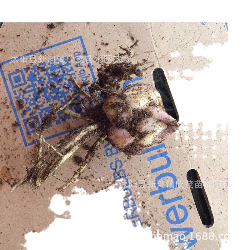 Imported Perfume Lily Bulbs, Extra Large Bulbs That Bloom in All Seasons and Are Easy to Grow with Roots and Buds, Fresh Cut Flower Lily Bulbs