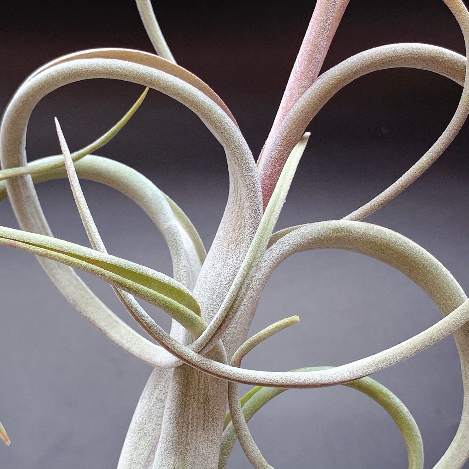 Flower in Flower T.Intermedia Classic Variety Air Pineapple Soilless Plant Lazy Green Plant Base Wholesale