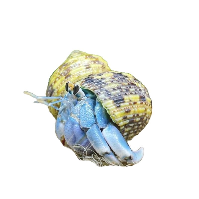 [Special Price for Major Customers] Hermit Crab Pet Wholesale Net Red Stall Novelty Pet Land-raised Hermit Crab