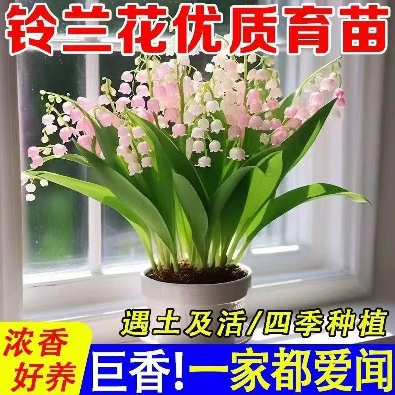 Strong-Scented Lily of the Valley Repels Mosquitoes and Blooms All Year Round. Wind Chime Flower Is Perennial and Cold-Resistant. It Is Easy to Maintain for Novices and Purifies the Air