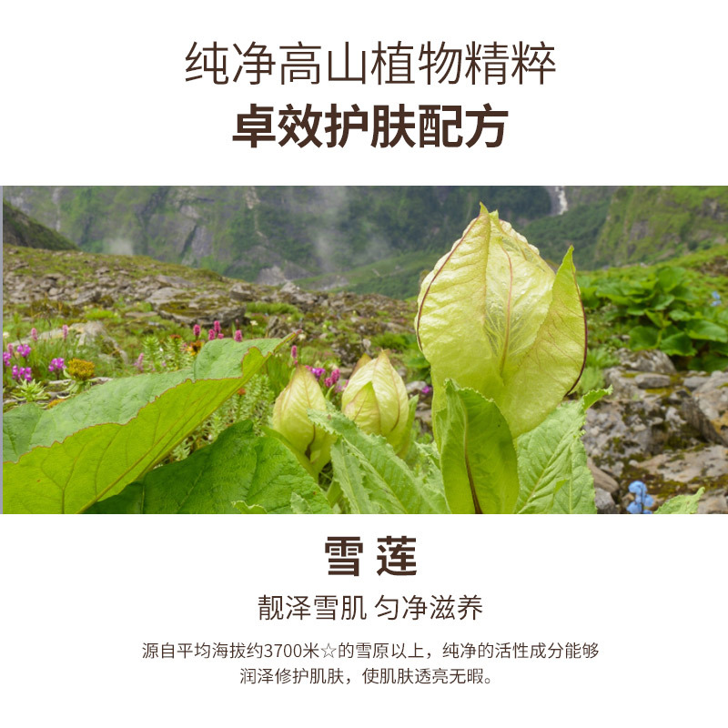 Rose Vcip Essence Oil Snow Lotus Glowing Facial Translucent Moisturizing Fish Tail Racket Type Original Liquid Disposable Capsule with Oil