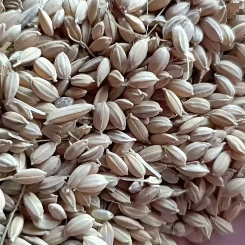 Rice Feed for Chickens, Northeastern Round Grain Cheap Rice, Shelled Rice, Chicken Feed