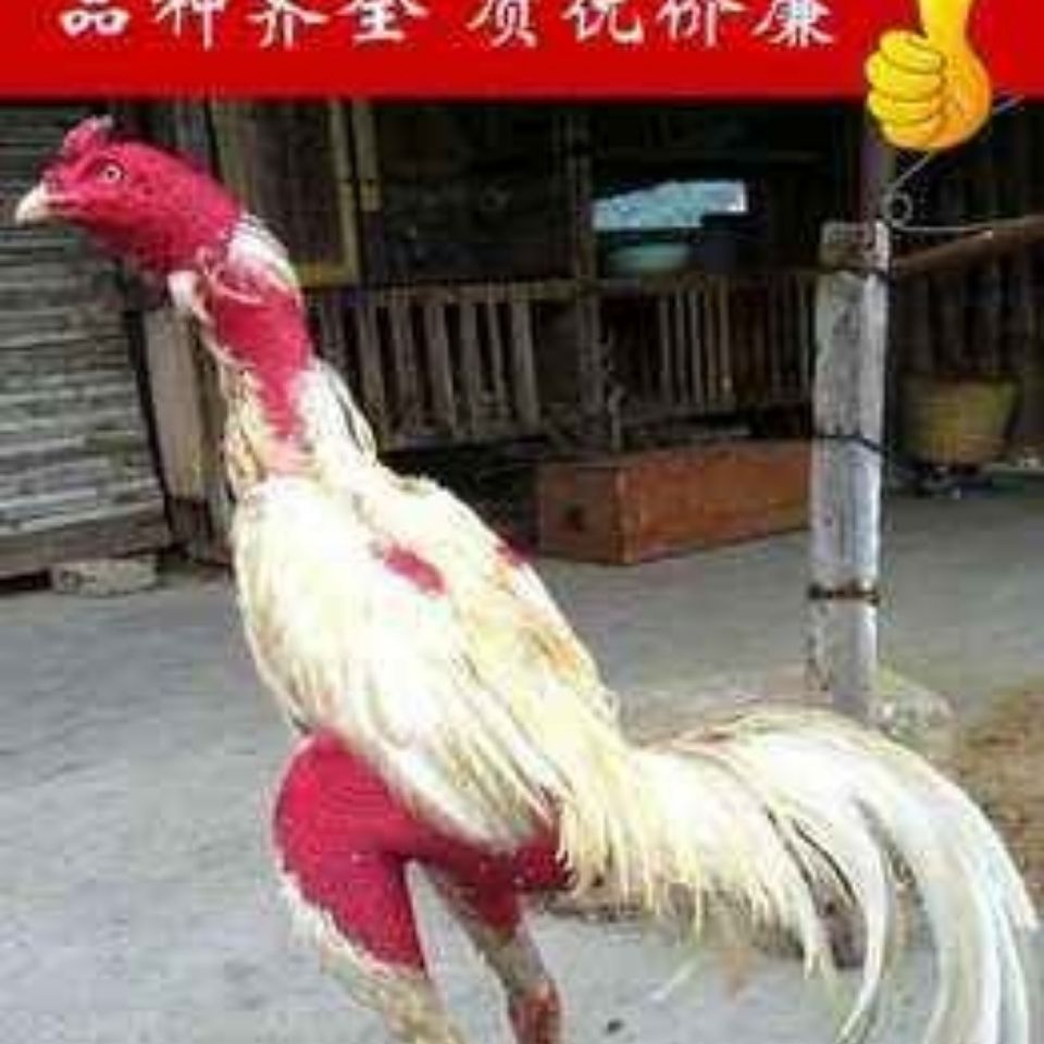 Raising Vietnamese Small Eggs for Fighting Cocks, Central Plains Fighting Cocks, Fertilized Eggs, Burmese Purebred