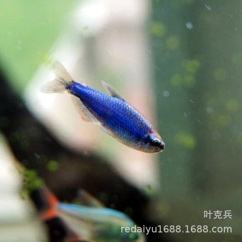 Shanghai tropical fish wholesale South American ornamental fish lamp fish super blue king lamp Super Blue Kerry