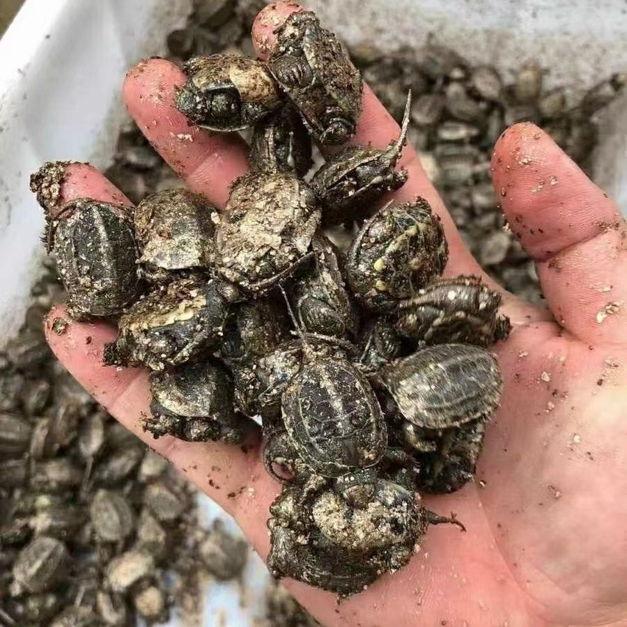 Chinese Tortoise Seedlings Live Pet Turtles Live Objects Gold Thread Tortoise Seedlings Ornamental Small Turtles Stall Wholesale