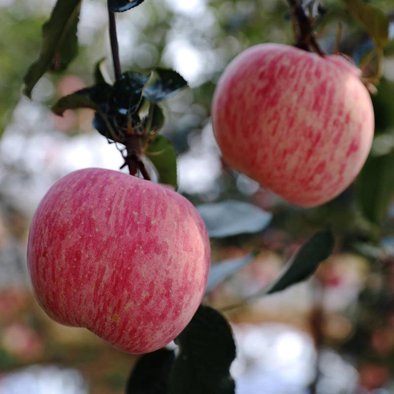 Янтайские яблоки фудзи с полосками, сезонные свежие фрукты, оптовая подарочная коробка