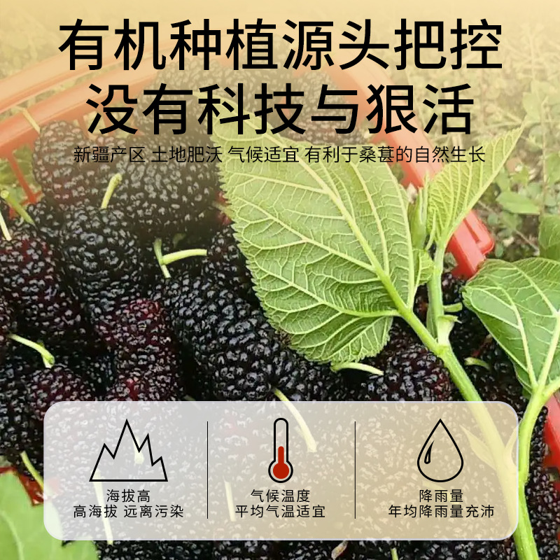 Organic Dried Mulberries 168g Canned Green Organic Mulberry Dried Fruits Fresh Hand-Picked at Good Price