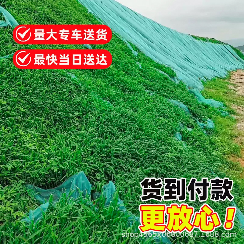 Slope Protection Lawn Grass Seeds, Evergreen All Year Round, Dog Tooth Root, Manila Carpet Grass, Courtyard Greening, Rye Grass Turf Seeds