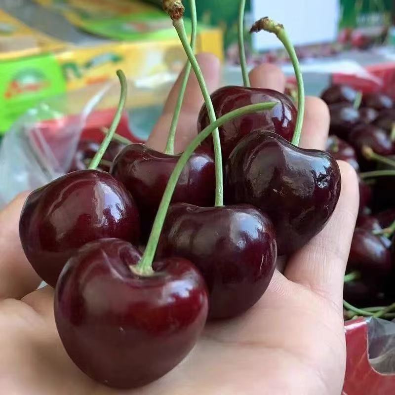 [Sf Gift Box] Cherries, Seasonal Fresh Fruits for Pregnant Women, Non-Large Cherries, Free Shipping