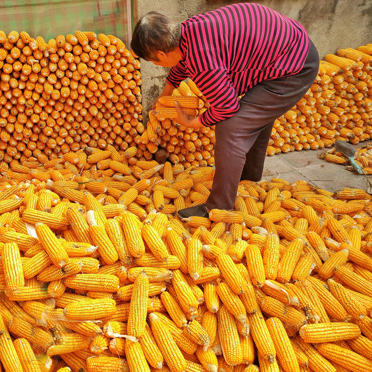 Ludan 981 Corn Seeds Field Hybrid Feed Corn Cob Old Corn Bag Corn Seeds Wholesale