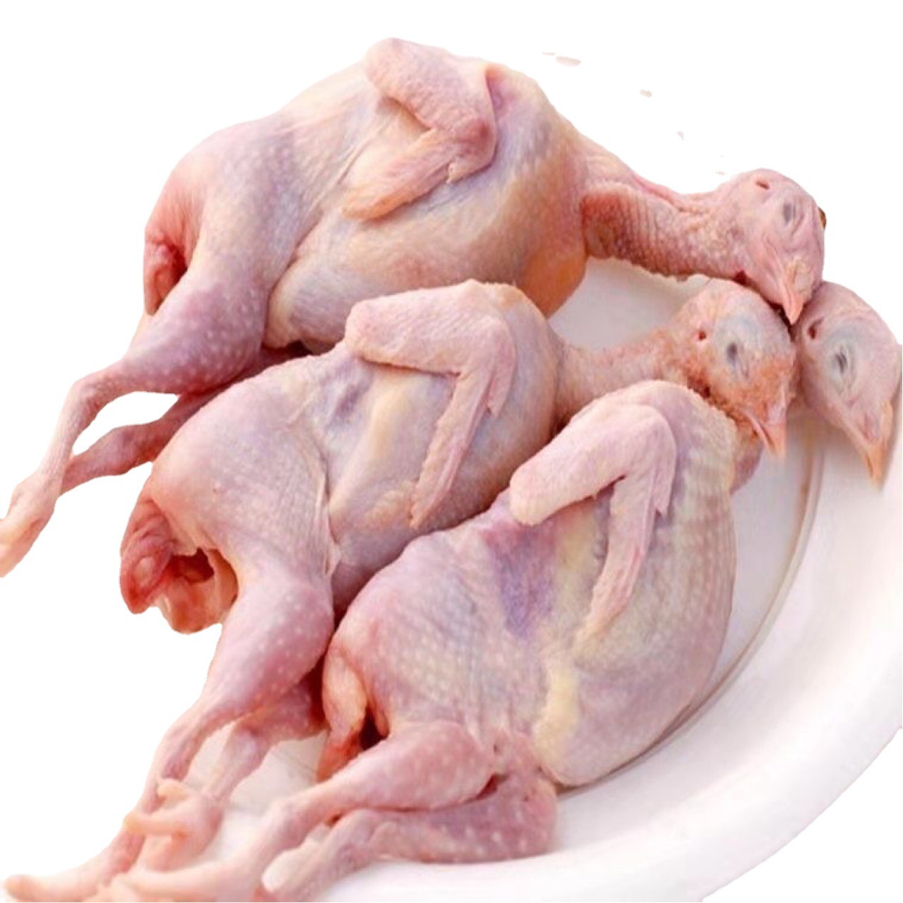 Su Shuangkang ® Chilled Extra Large White-Striped Quail Frozen Meat, Live Killing Quail, Bloodletting, Quick-Frozen Female Quail Meat