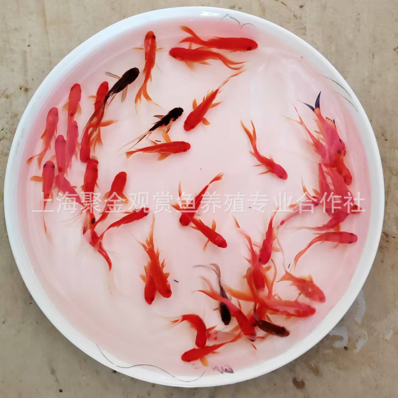 Small Live Goldfish, Small Ornamental Goldfish, Live Small Red Grass Goldfish, Wholesale Stall, Jar, Durable, Strong Ornamental Value