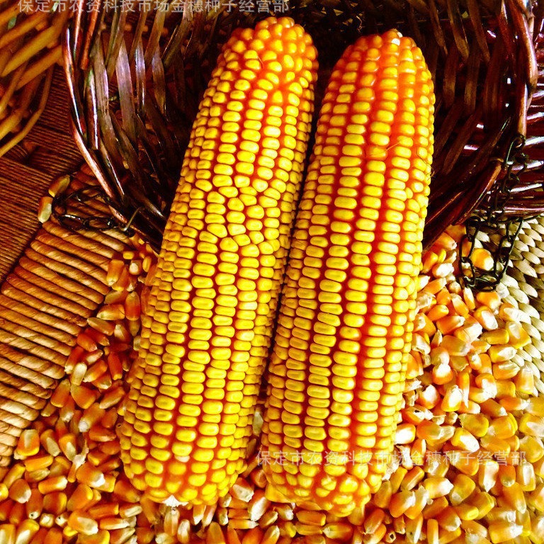 Spring Sowing Common Agricultural Hybrid Corn Seeds Wholesale Huxin H9018 Corn Seeds Hybrid Seeds