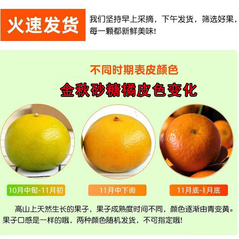 Guangxi Honey, Sugar Orange, Fragrant Small Honey Orange, Sweet and Sour Orange Juice, Golden Autumn Sand Fresh Fruit