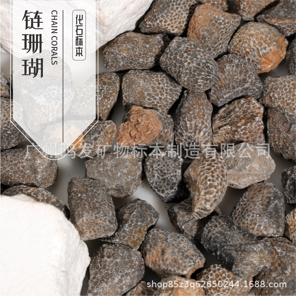 Фабрика Оптовая Природная Цепь Коралл Ископаемый Камень Экспонаты Древние Морские Биологические Ископаемые Детские Научные Учебные Экспонаты