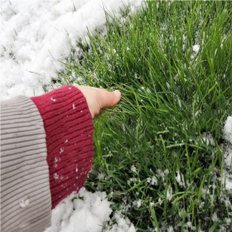 Factory Wholesale Perennial Blue Label Ryegrass Lawn Seeds, Evergreen, Cold-Resistant and Drought-Resistant Greening Slope Protection Grass Seeds for All Seasons