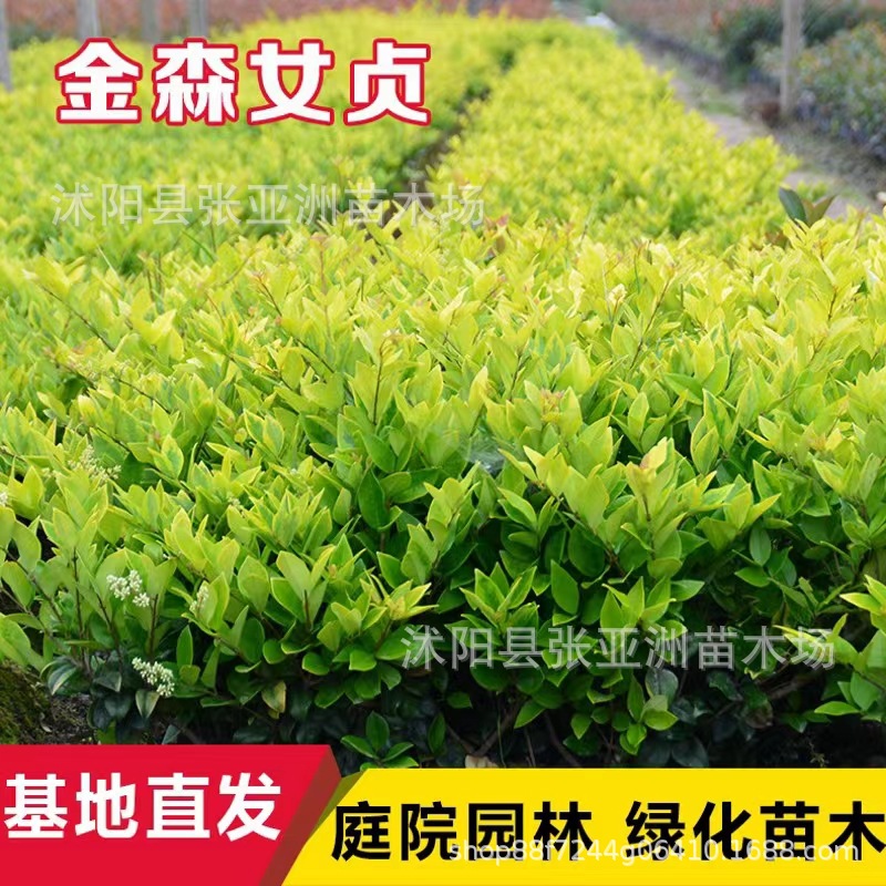 Базовая прямая продажа различных золотых барбарисов с цветами и цветными листьями с высокой выживаемостью, почвопокровное растение для спортивных площадок, живой забор для школьных сообществ