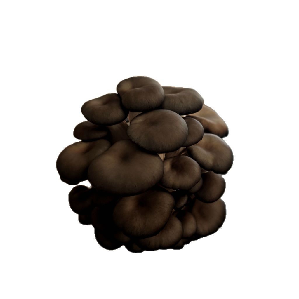 Flat Mushroom Spawn, Pleurotus Eryngii Spawn, Mushroom Spawn Bags, Pleurotus Eryngii Spawn Bags, Mushroom Spawn Bags, Direct Sales from the Manufacturer, Spawn Sticks, Low Temperature Resistant