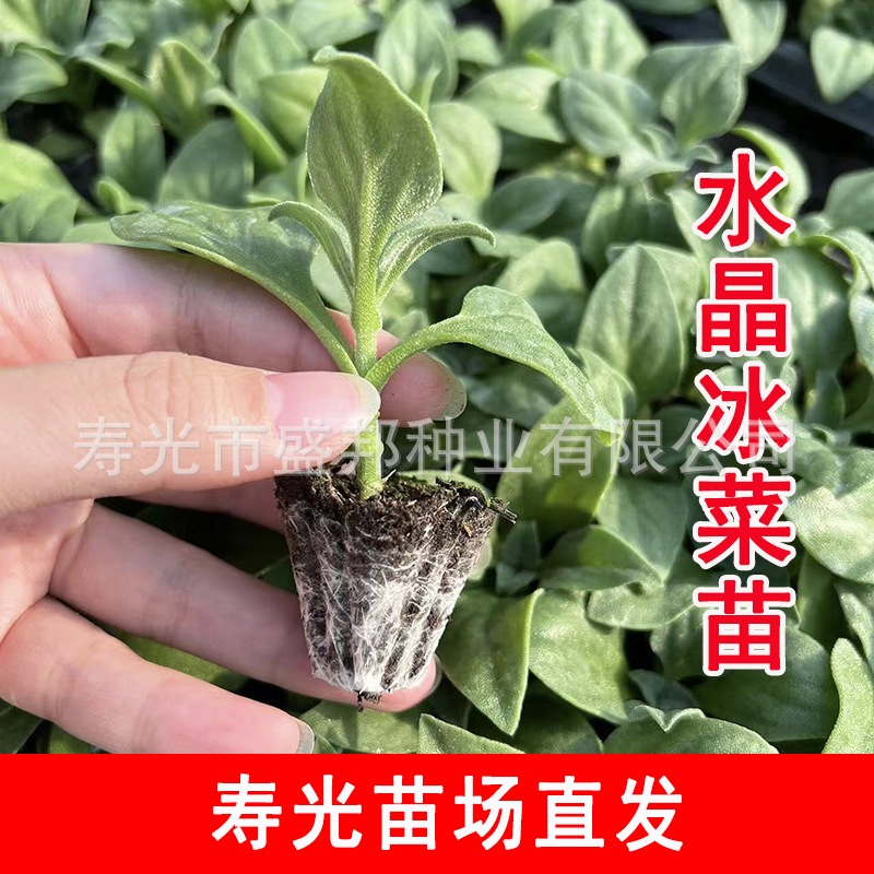 Семена овощей Ледяной, семена травы Ледяной из Южной Африки, рассада овощей Ледяной