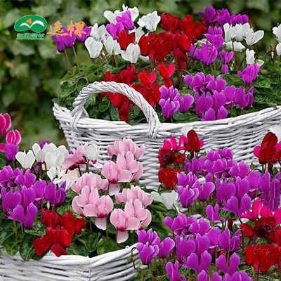 Семена цикламена для комнатного и балконного выращивания, цветущие круглый год, взрывные комнатные растения