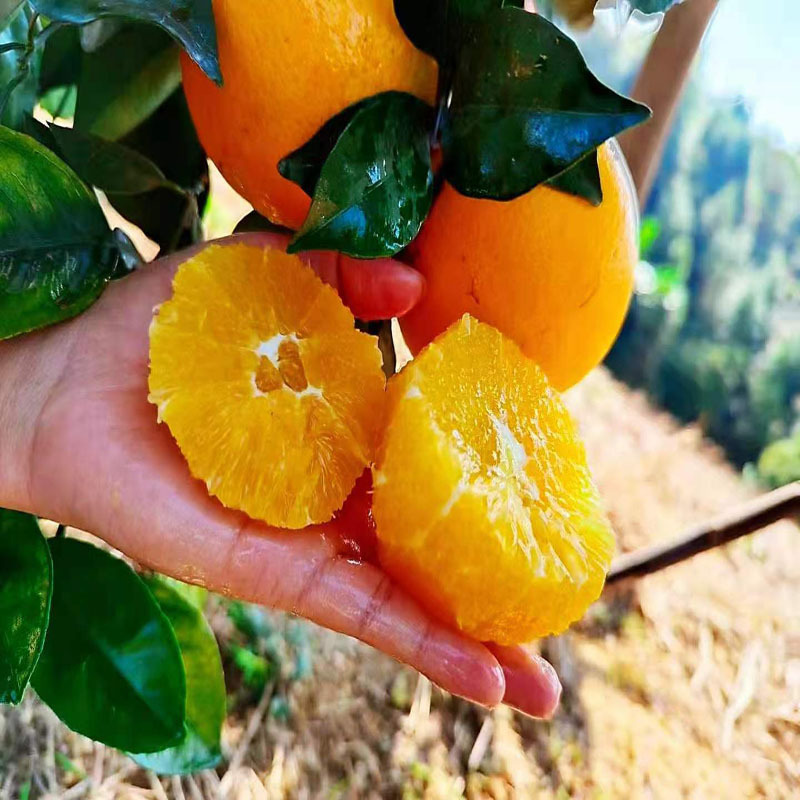 [Strength Supply] Gannan Navel Oranges Navel Oranges Fresh Fruit Freshly Picked 5kg Sweet Oranges Ganzhou Oranges Wholesale