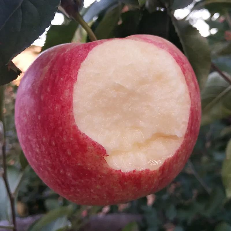 Dropshipping of Jonagold Apple Saplings for Planting in Northern and Southern Gardens, Potted Dwarf Extra-Large Fruit Grafting