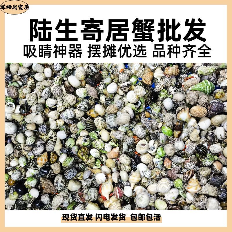 Terrestrial hermit crab wholesale living stall adorable bean curd gray short wrist dark purple blackberry