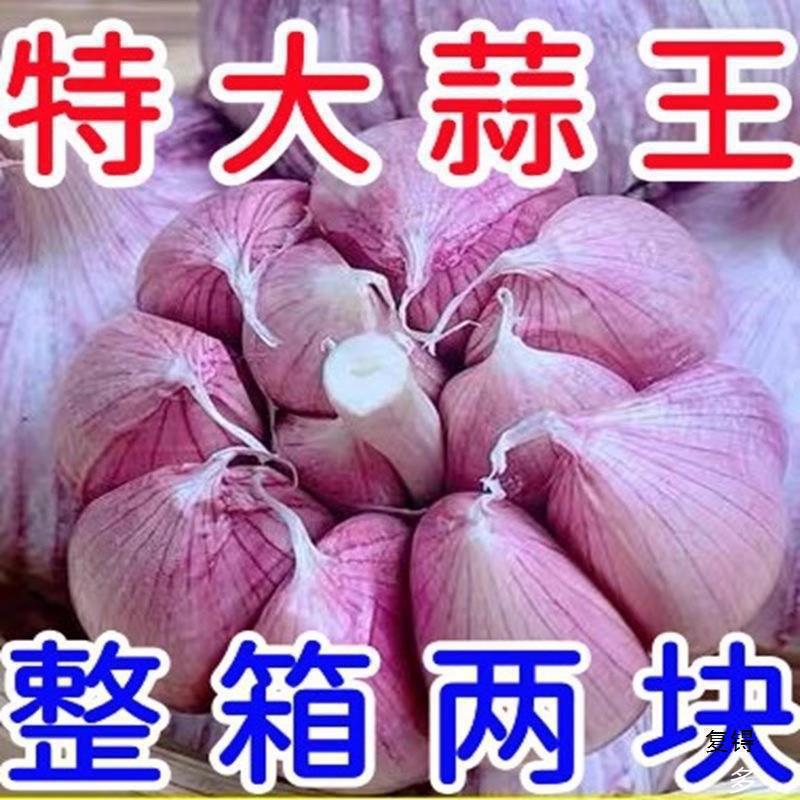 [Low Price] Jinxiang Purple Skin Garlic New Dried Garlic Garlic Head Dried Garlic Large Fresh Garlic Whole Box