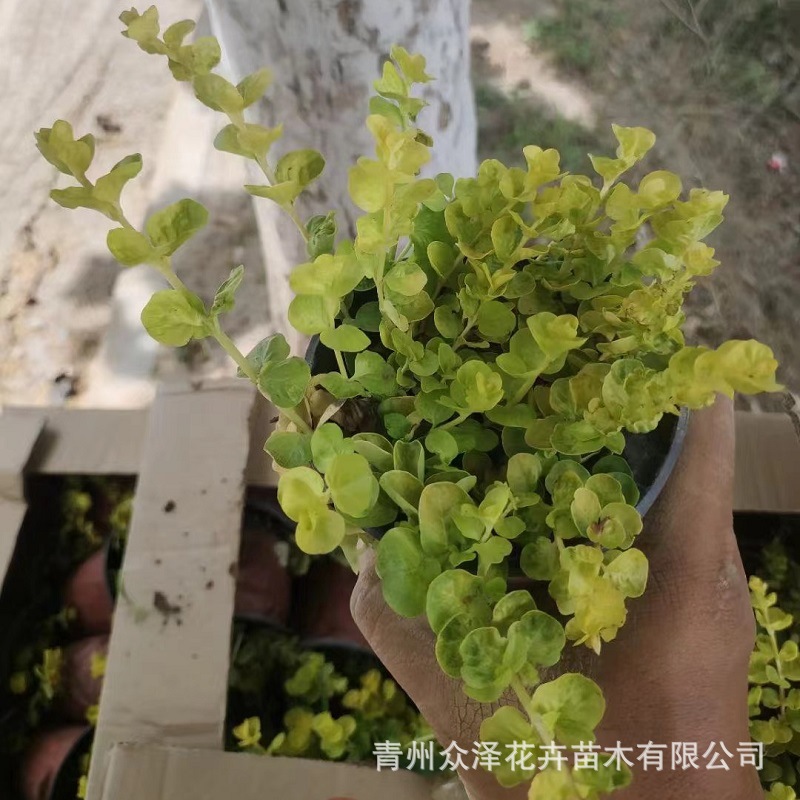 Golden-Leaved Geranium 11cm Two-Tone Pot 7cm Nutrient Bowl 2025 New Product by Zhongze Flowers