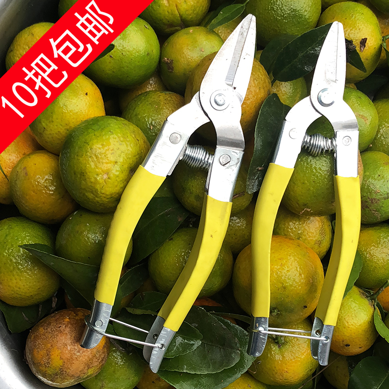 Pruning Shears, Flower Pruning Scissors, Branch Shears, Fruit Gardening Household Citrus Orange Knife, Grape Cutting Special Round Head and Small Mouth