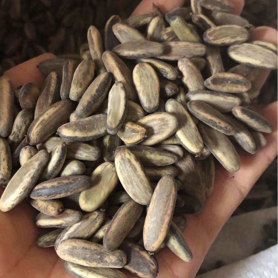 Wholesale of Phoenix Wood Seeds. Newly Harvested Phoenix Wood Seeds. Where to Buy Phoenix Wood Seeds? Greening Seeds