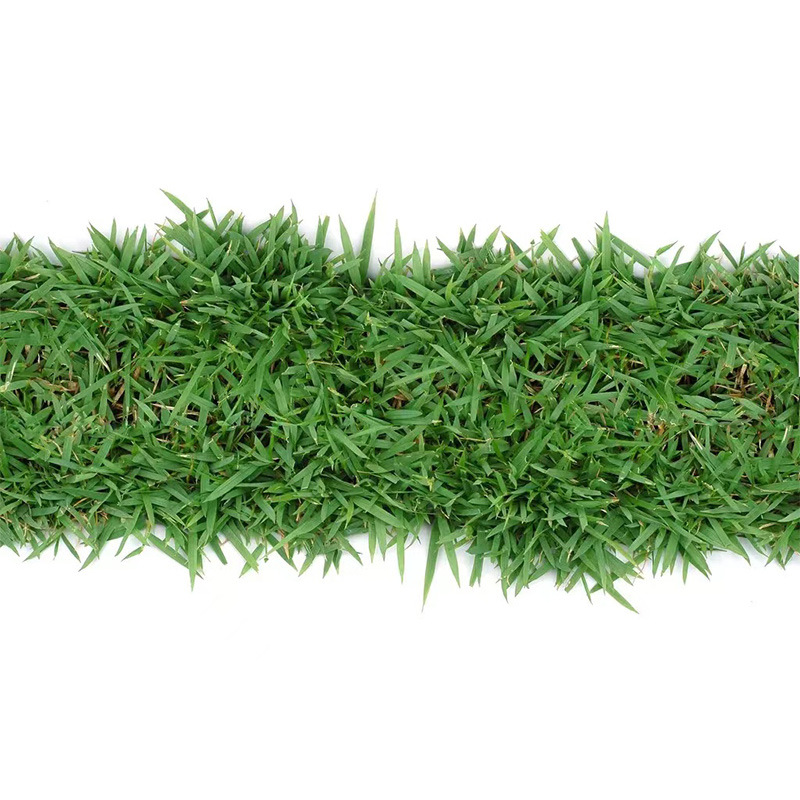 Four-Season Green Lawn Seeds, No-Pruning Lawn Grass Seeds, Slope Protection, Soil-Fixing Mixed Sowing, Four-Season Evergreen and Cold-Resistant Dry Grass Seeds