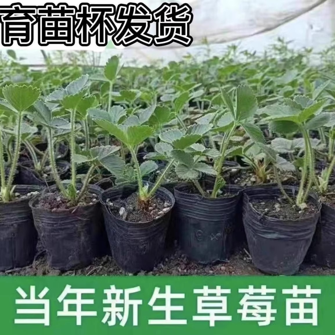 Original Potted Strawberry Seedlings with Soil, Fruit, and Flowers, Bearing Fruit in the Same Year, Edible Red Milk Strawberry Seedlings with Pots for Balcony