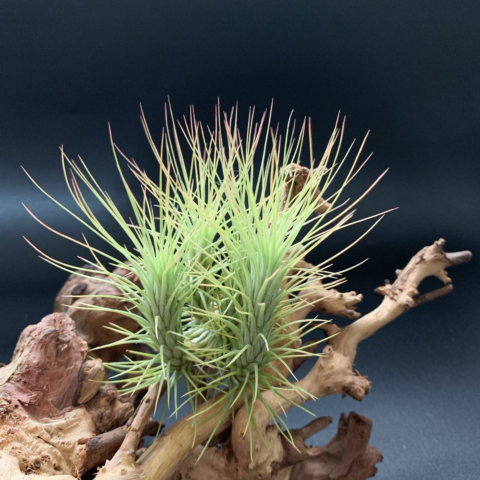 Little Fox Tail Manufacturer Direct Supply Base Delivery Air Pineapple Soilless Plant Lazy Novelty Plant