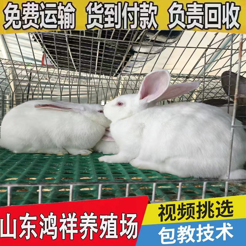 Manufacturer Low Price Xizang Incense High Quality Meat Rabbit New Zealand Meat Rabbit Price Hongxiang Rabbit Farm Wholesale Breeding Rabbit