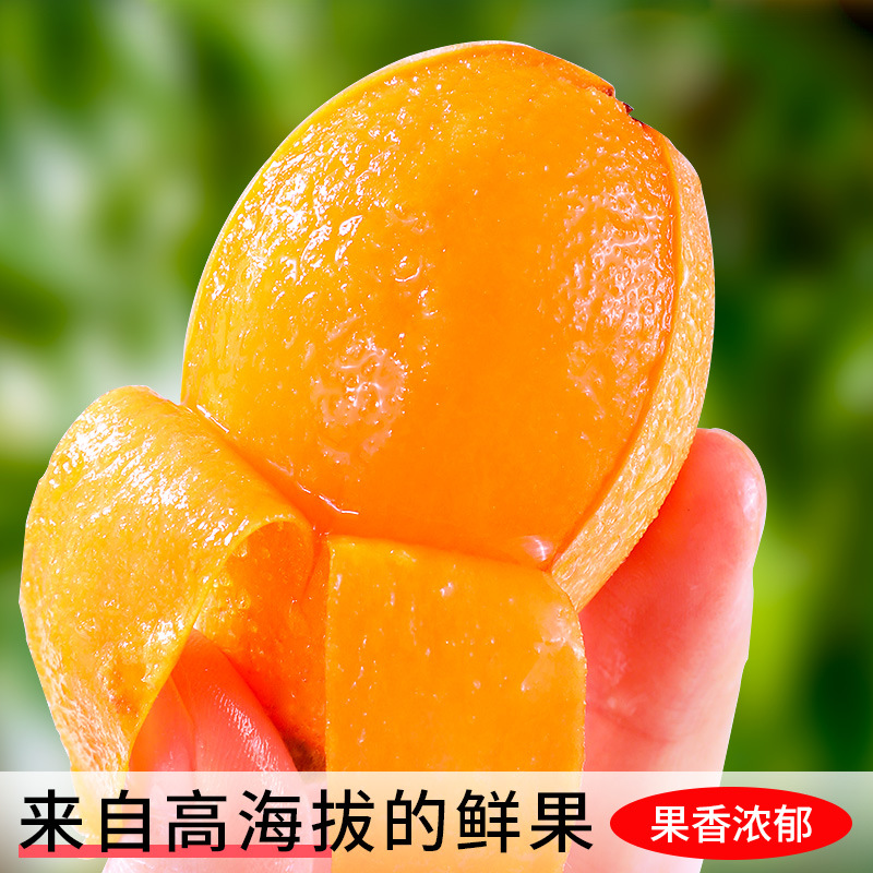 Panzhihua Miyi Loquat Fresh Fruit 2.5kg Large Fruits, Freshly Picked Seasonal High Mountain Loquat Fresh Fruit, Sf Express Free Shipping