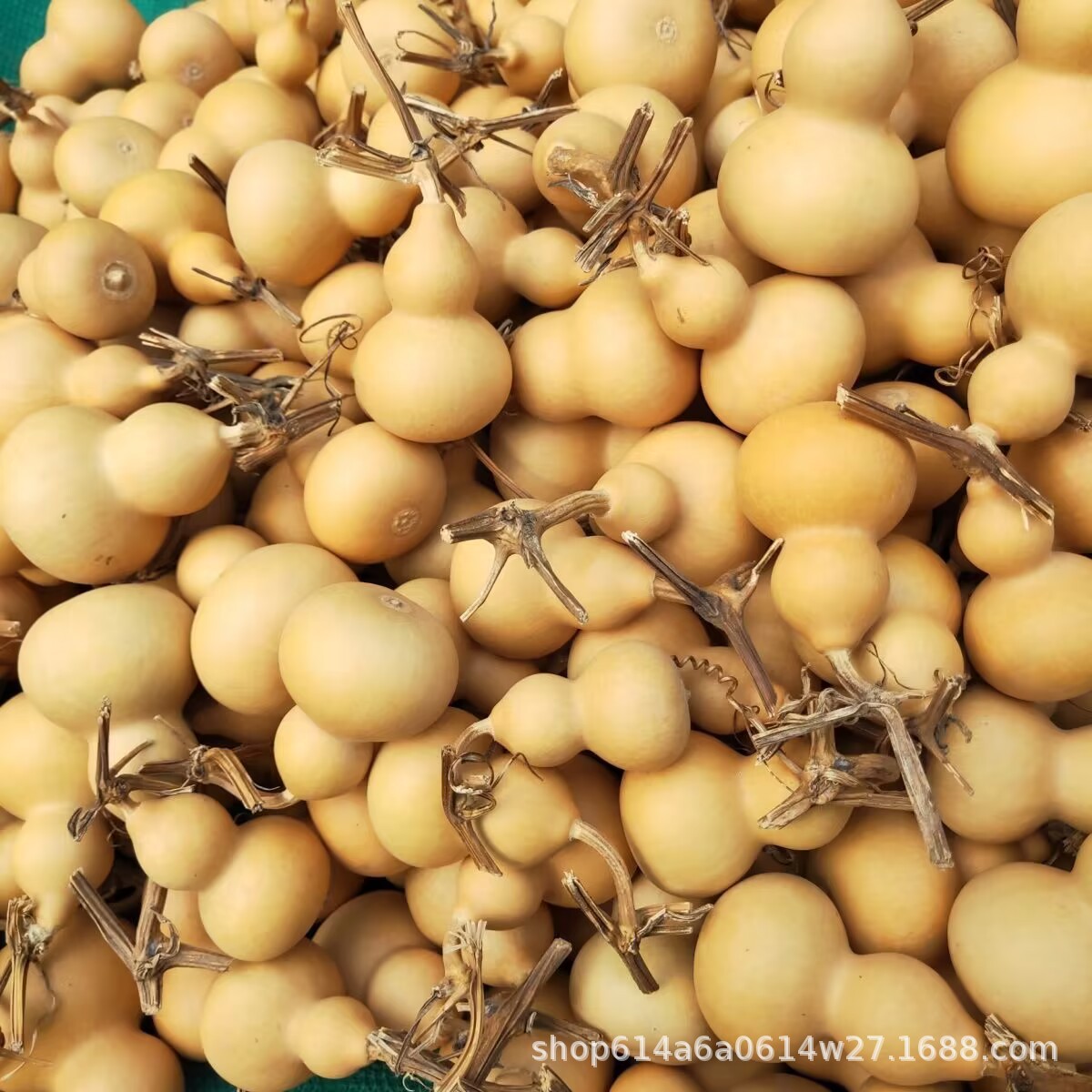 Натуральная тыква, маленькая американская тыква, оптовая продажа тыквенных изделий