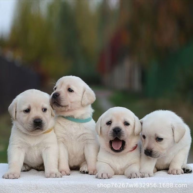Оптовая продажа щенков чистокровного лабрадора, живая собака, собака-проводник, домашняя собака