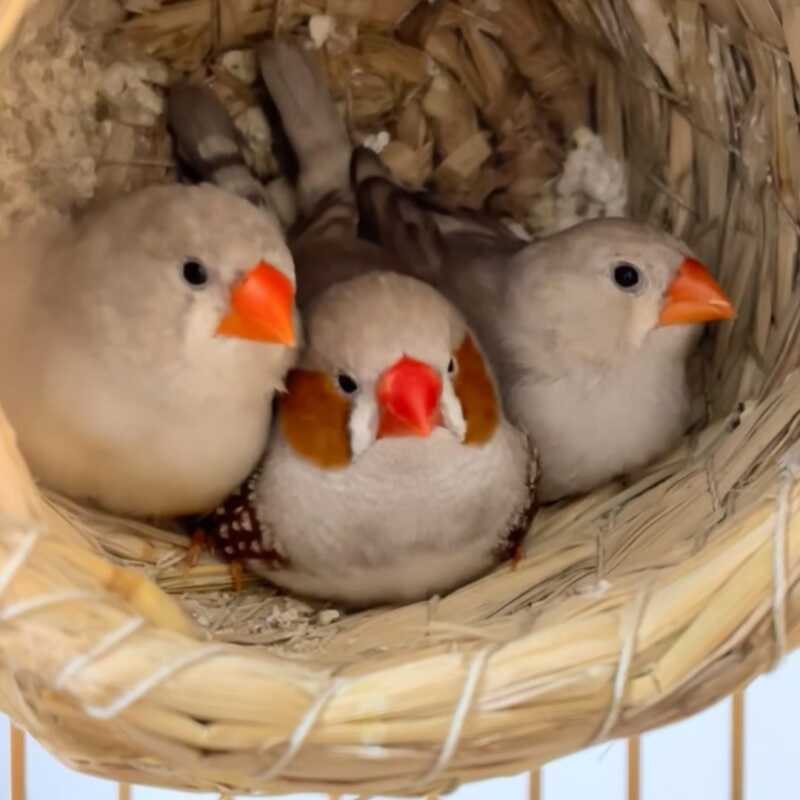 Small pearl bird pet bird live bird adorable pet bird pair can breed ten sisters colorful literary bird ornamental pet bird