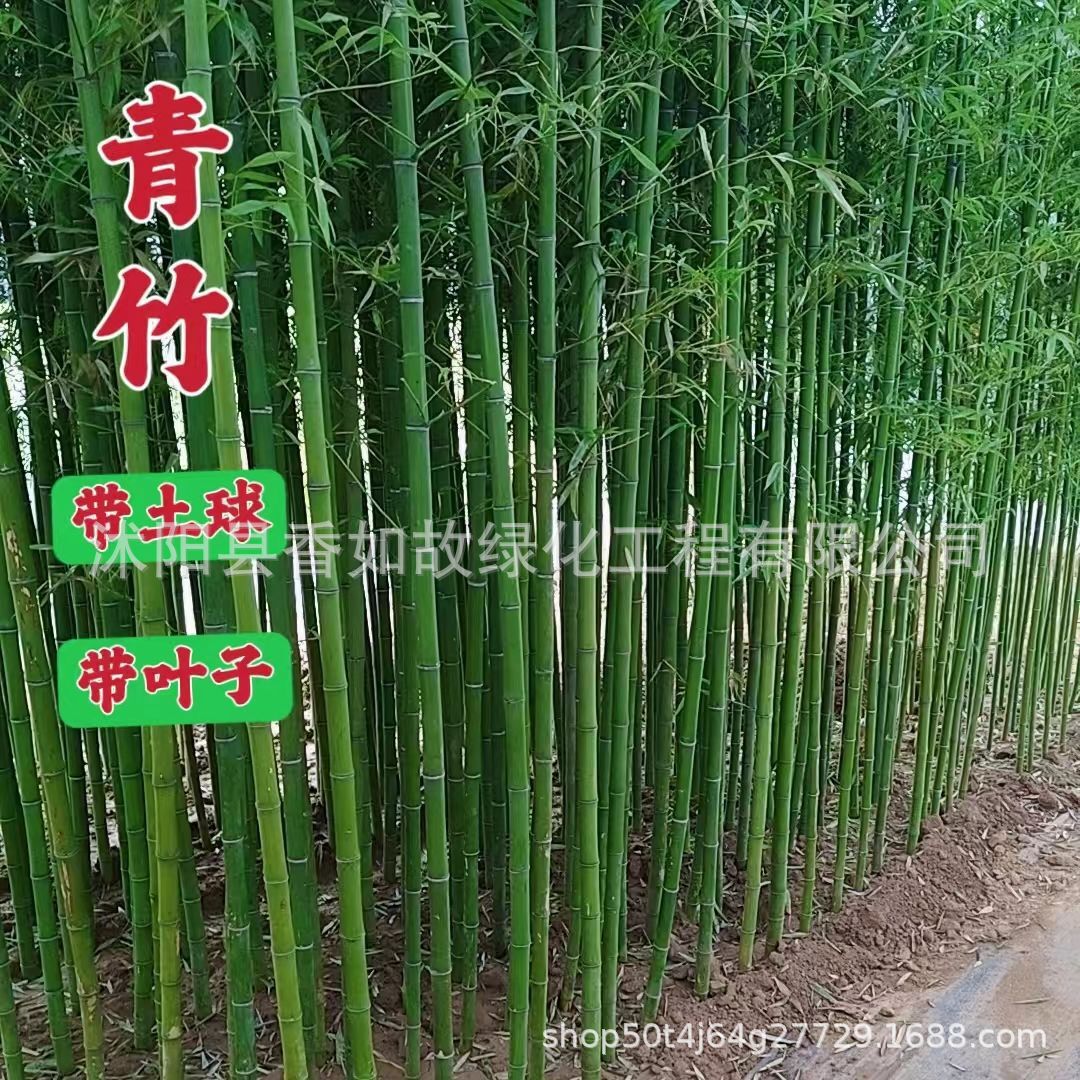 Purple Bamboo Gold Inlaid Jade Bamboo Green Bamboo Courtyard Plant Evergreen All Year Round Northern Cold-Resistant Greening Seedling Base Straight Hair